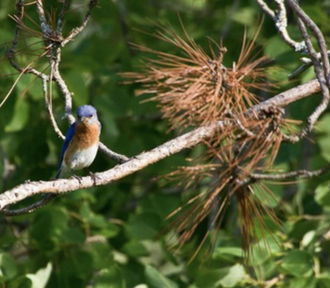 Lanids bluebird