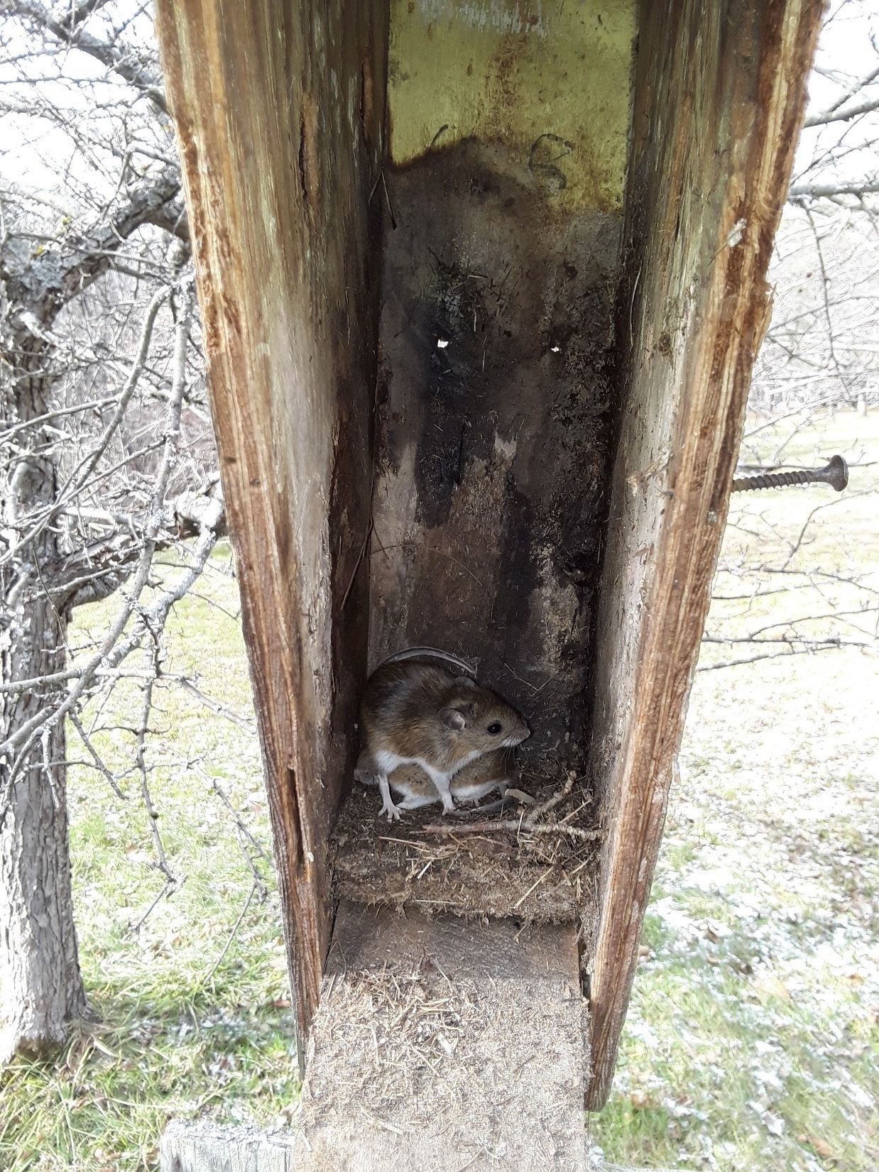 Evicting mice from a nest box