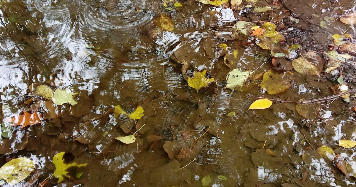 Landis ArboretumA Shallow Dive into Vernal Pools