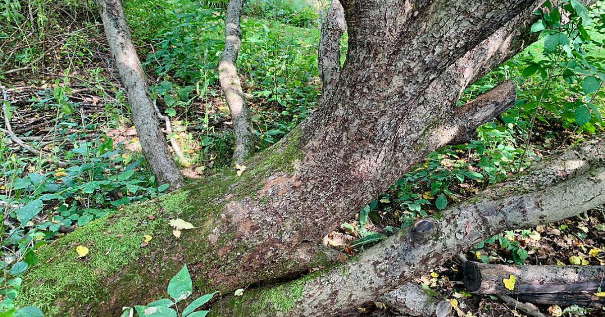 Vetarising Tree Landis Arboretum|The Veteran Tree: A Survivor