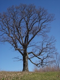 The Great Oak before recent storm damage.