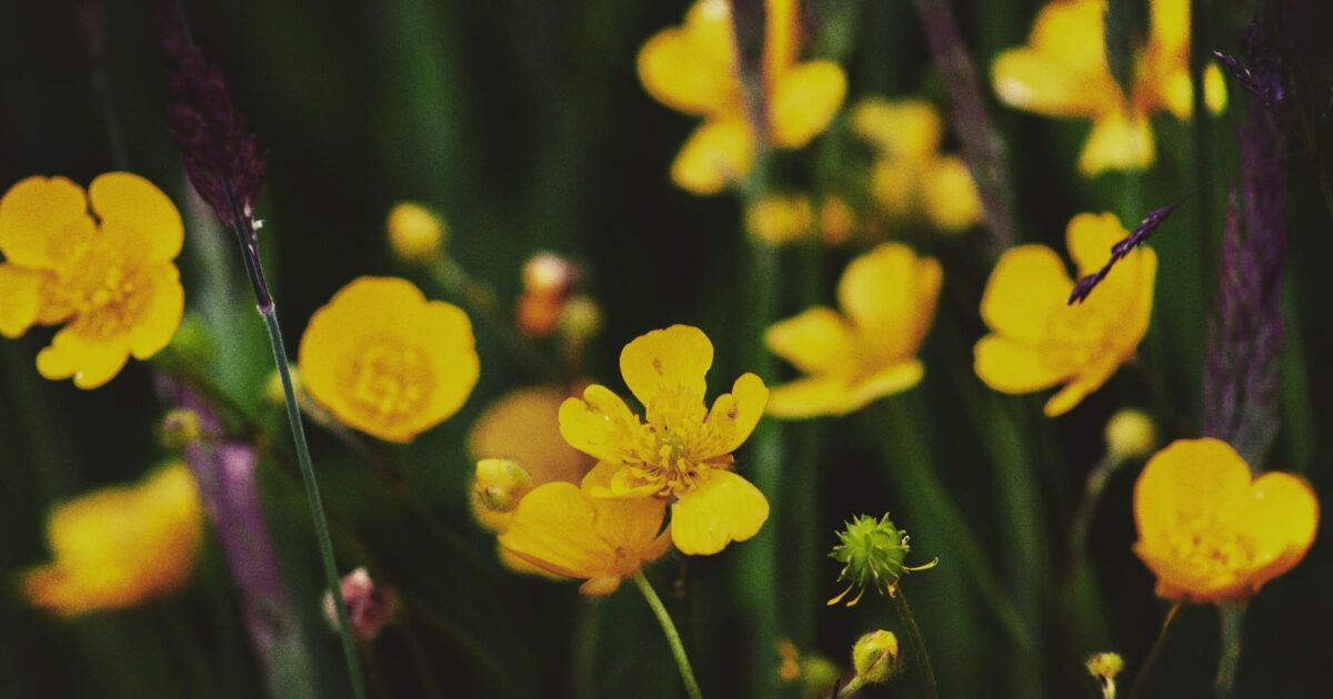 Landis ArboretumA Very Important Question Do You Like Butter?