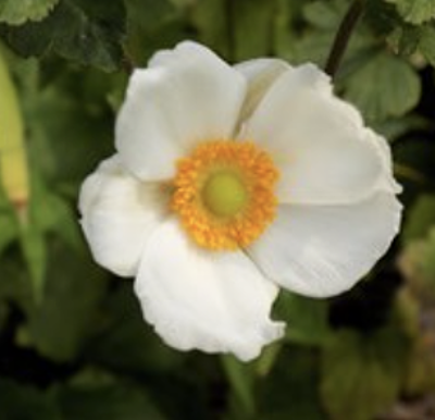 Anemone x hybrida ‘Honorine Jobert’