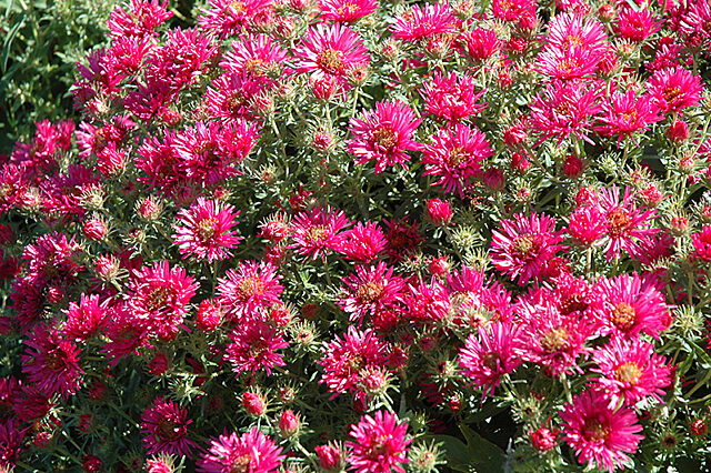 Aster cultivar, ‘Alma Potschke’