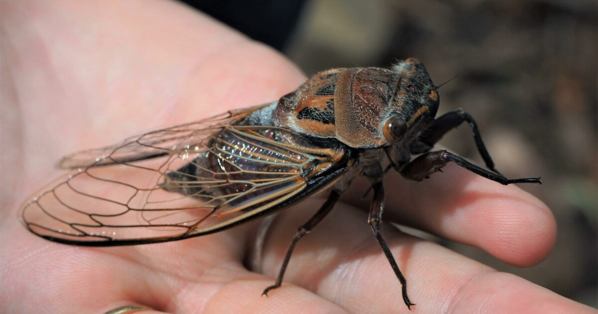 Landis Arboretum|The Magic Cicada
