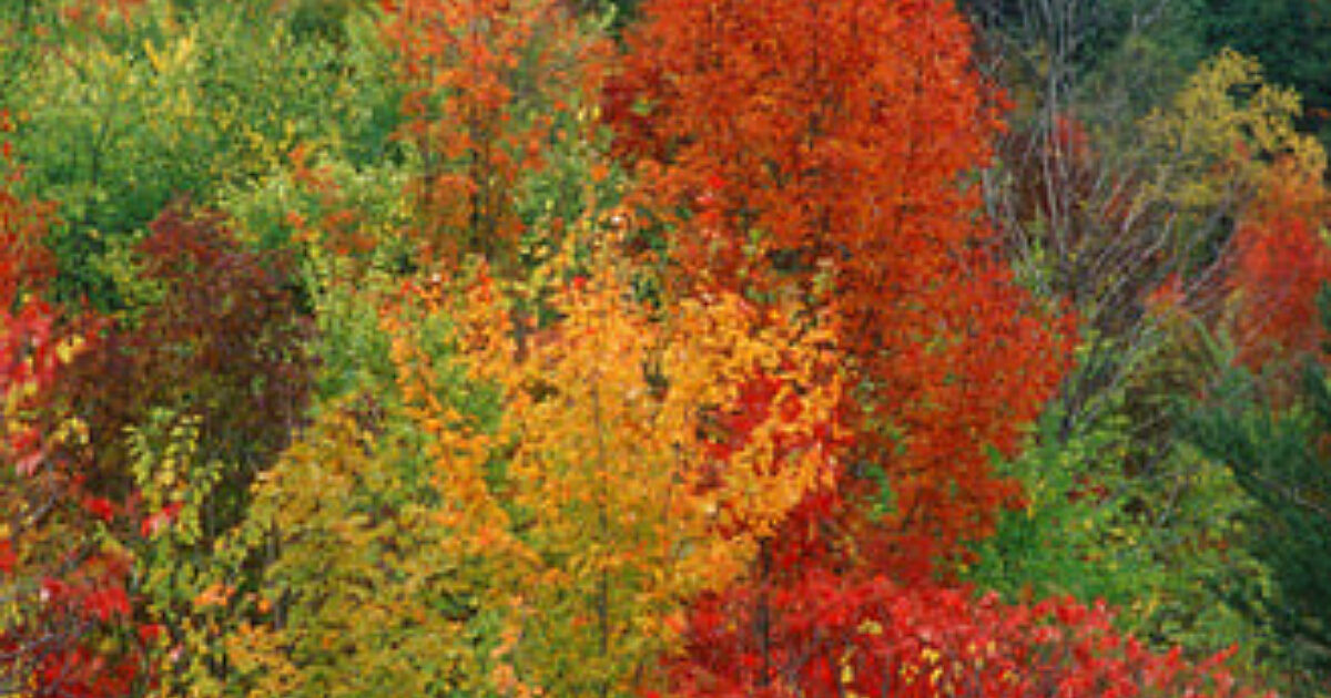 old-growth.jpg?mtime=1765249317