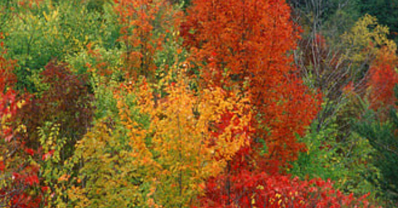 Landis Arboretum|Old Growth & Natural Areas